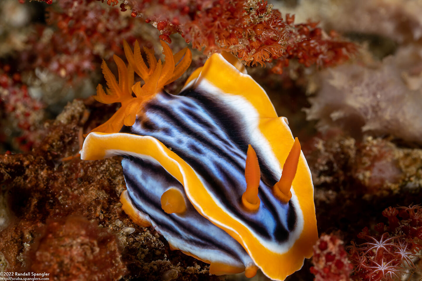 Chromodoris magnifica (Magnificent Chromodoris)