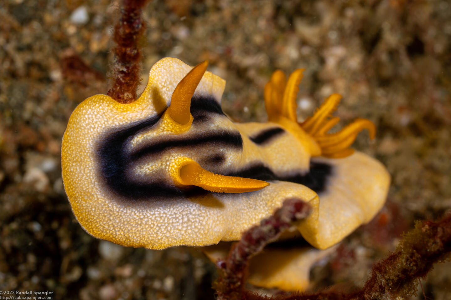Chromodoris joshi (Pumpkin Chromodoris)