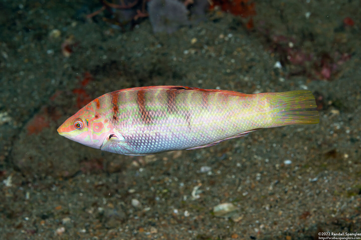 Coris batuensis (Batu Coris)