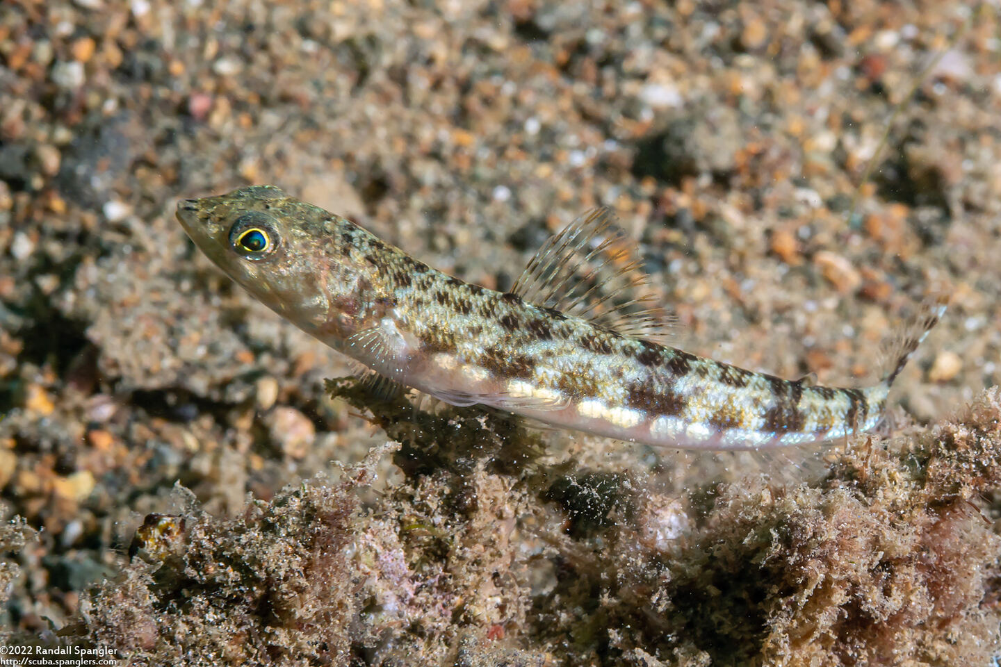 Synodus binotatus (Twospot Lizardfish)