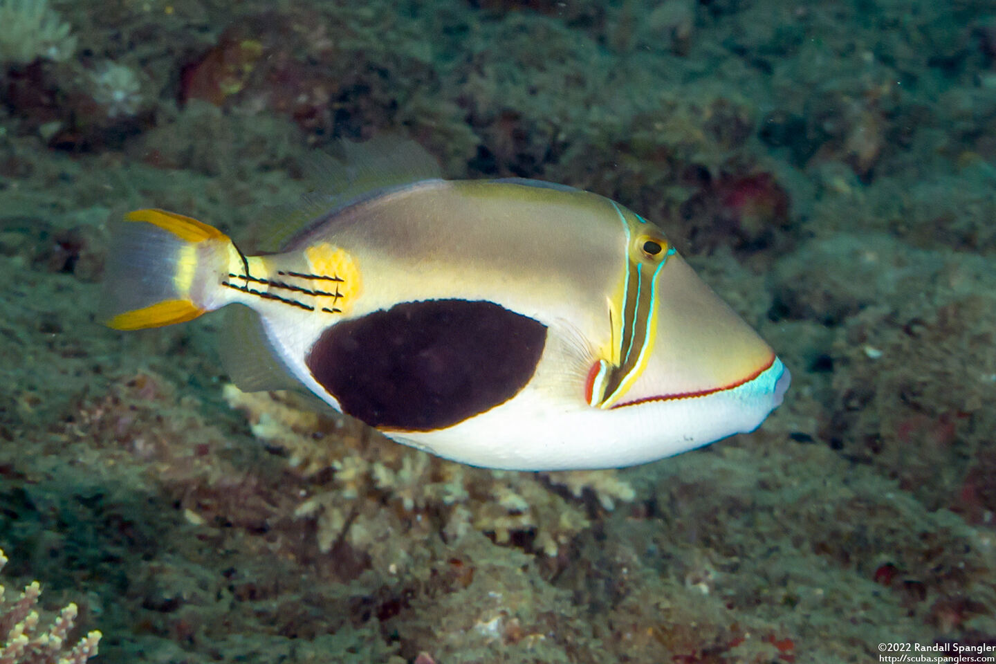 Rhinecanthus verrucosus (Blackpatch Triggerfish)