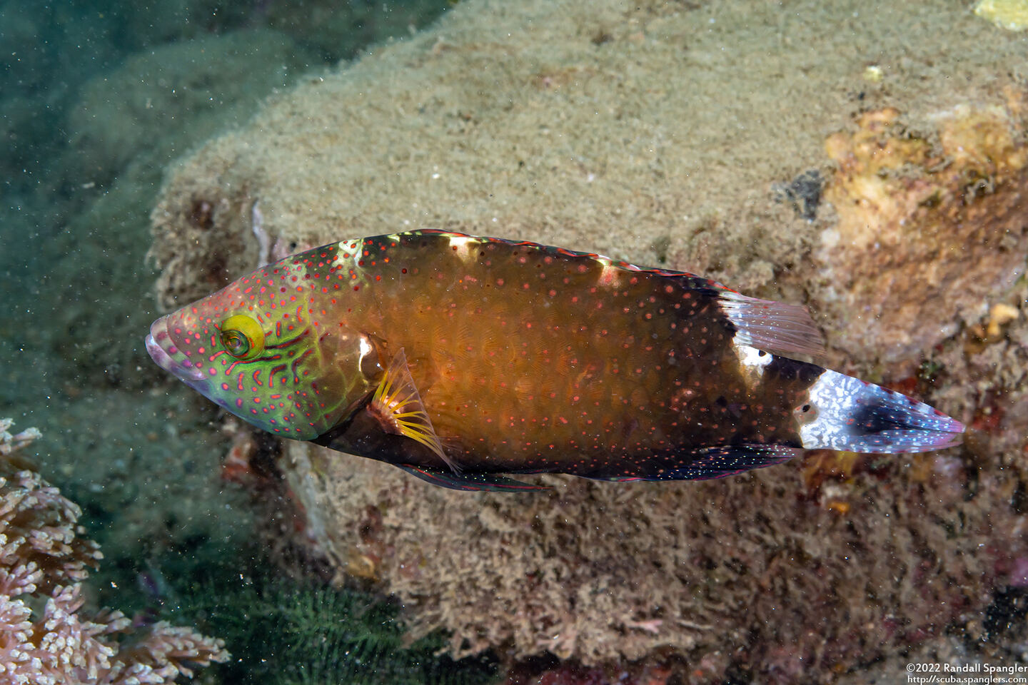 Cheilinus chlorourus (Floral Wrasse)