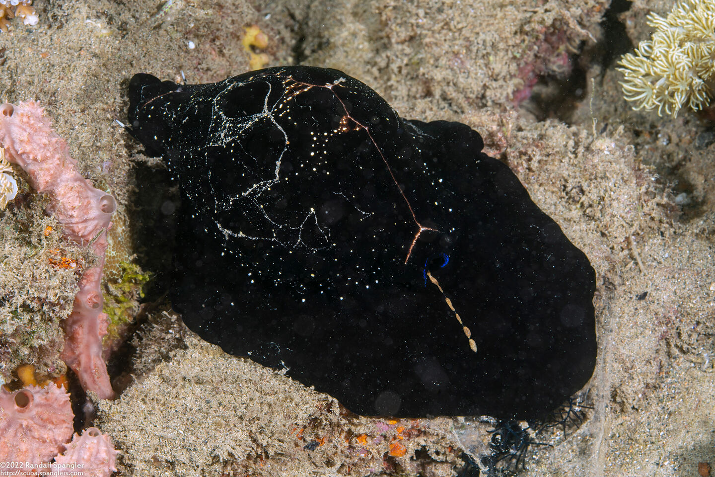 Ovula ovum (Common Egg Cowry)