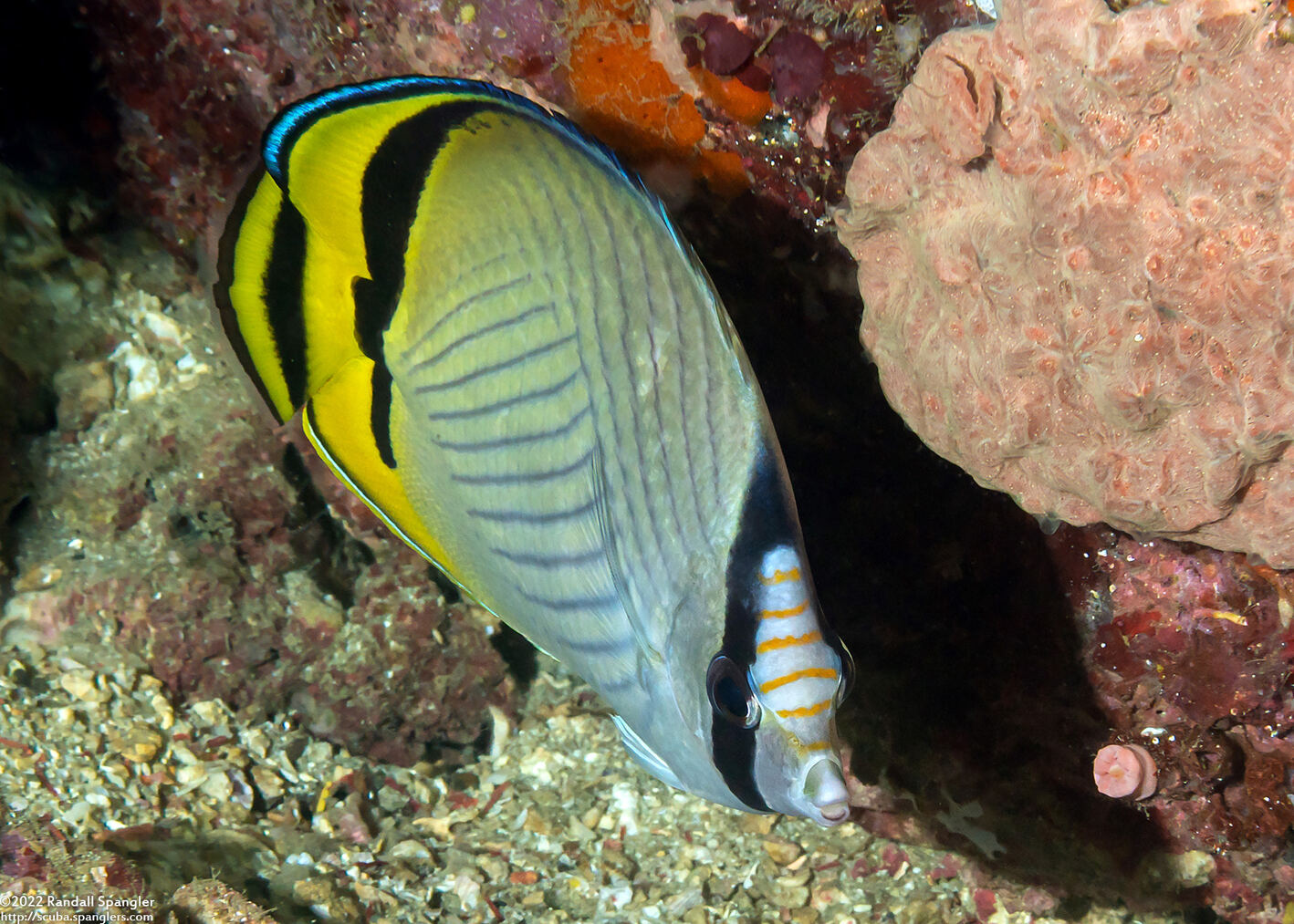 Chaetodon vagabundus (Vagabond Butterflyfish)