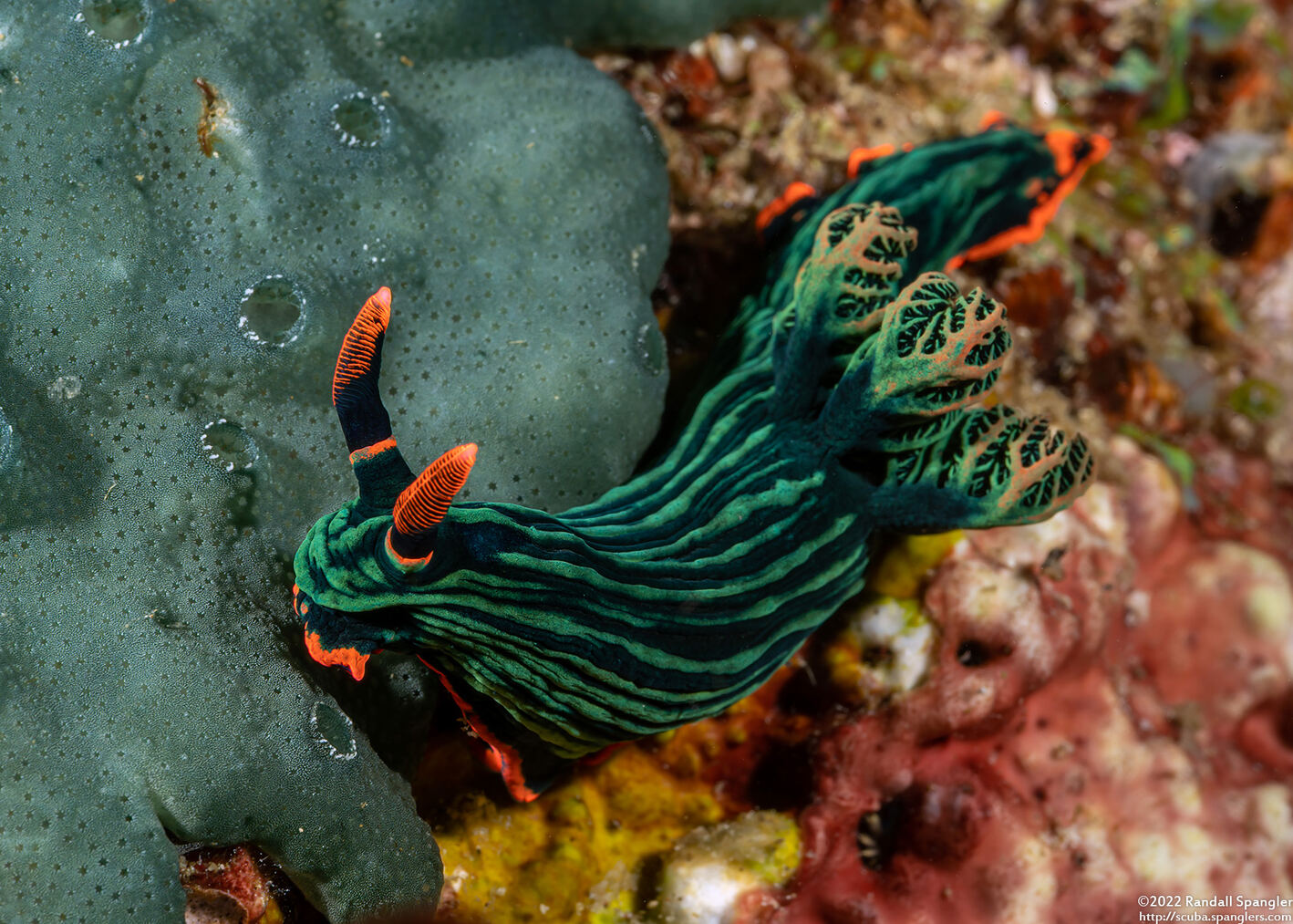 Nembrotha kubaryana (Kubaryana's Nembrotha)
