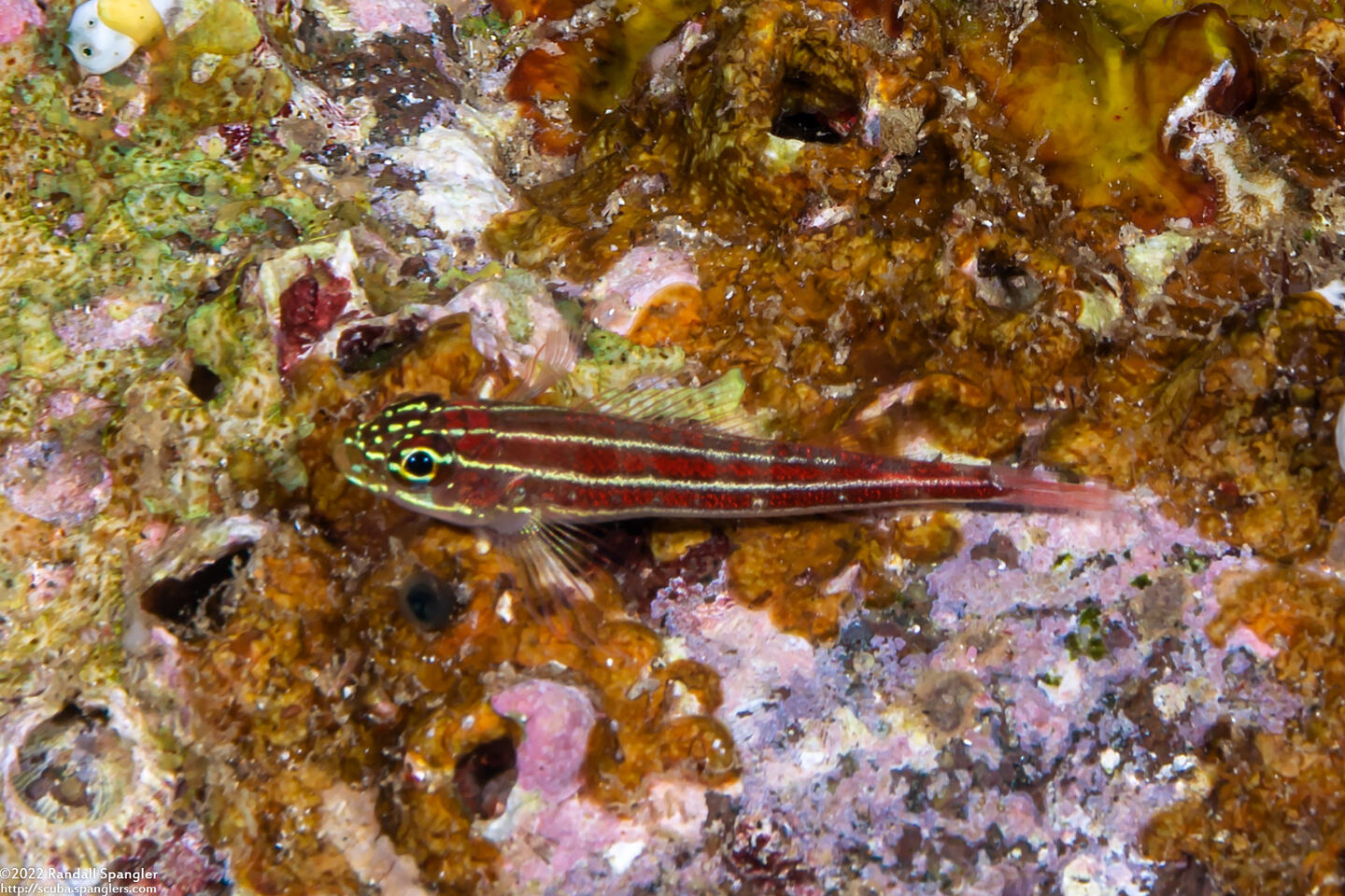 Helcogramma striata (Striped Triplefin)