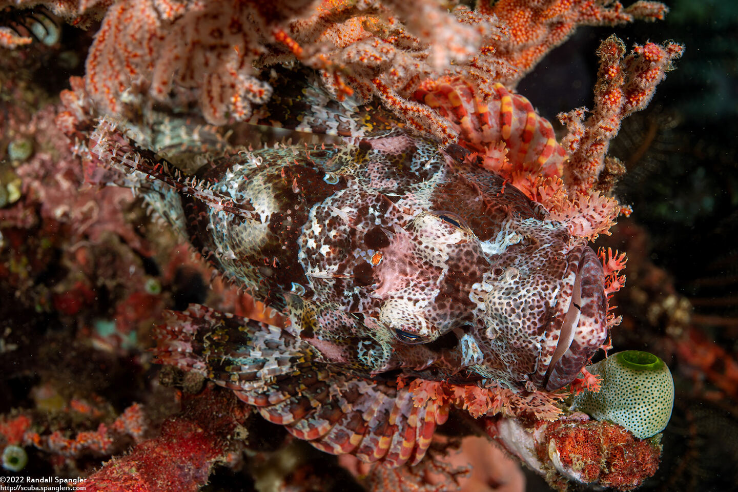 Scorpaenopsis oxycephala (Tasseled Scorpionfish)