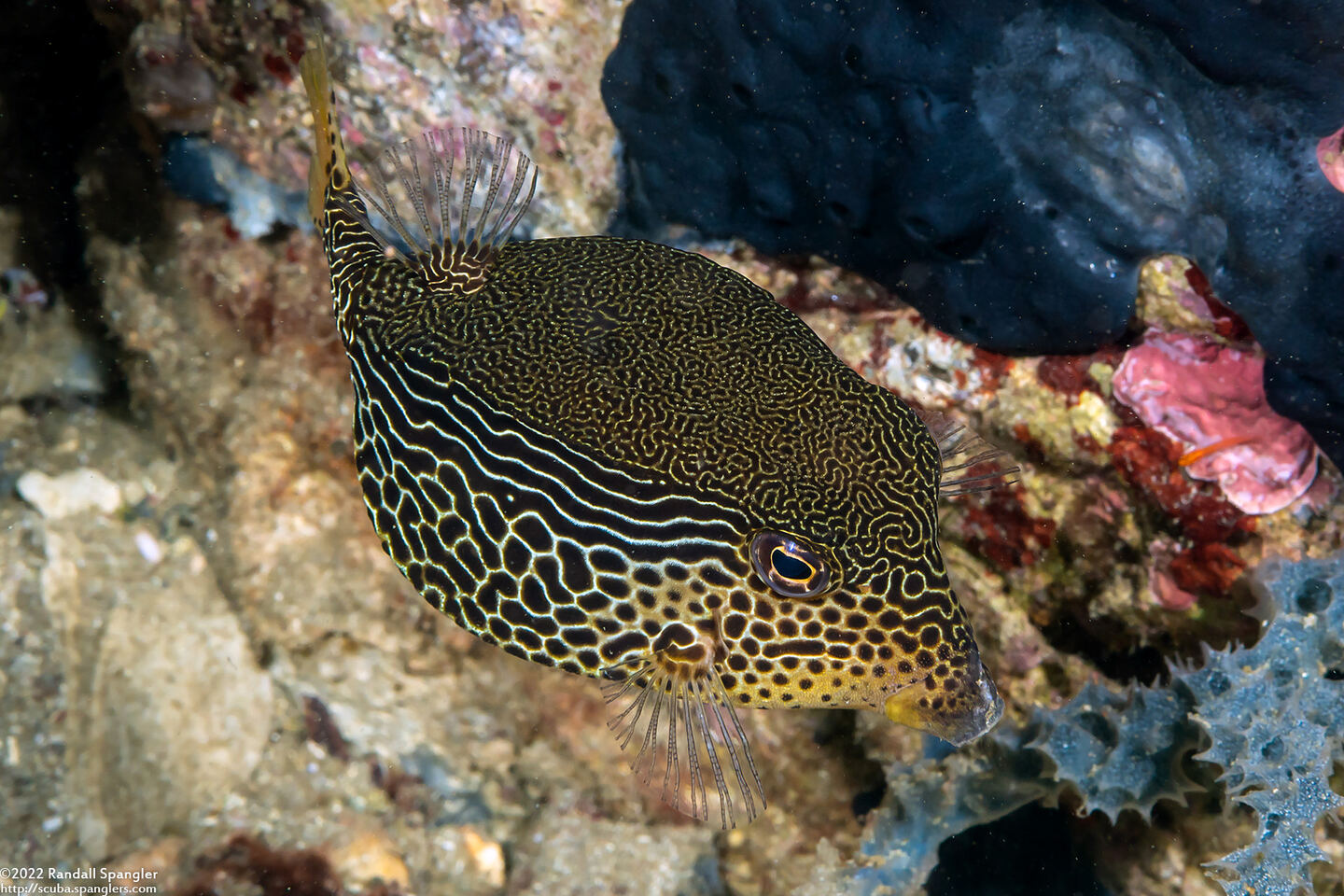 Ostracion solorense (Solor Boxfish)