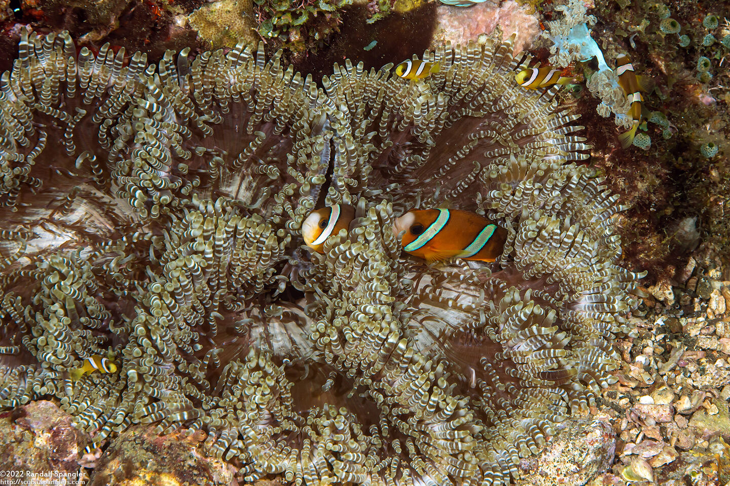 Heteractis aurora (Beaded Sea Anemone)