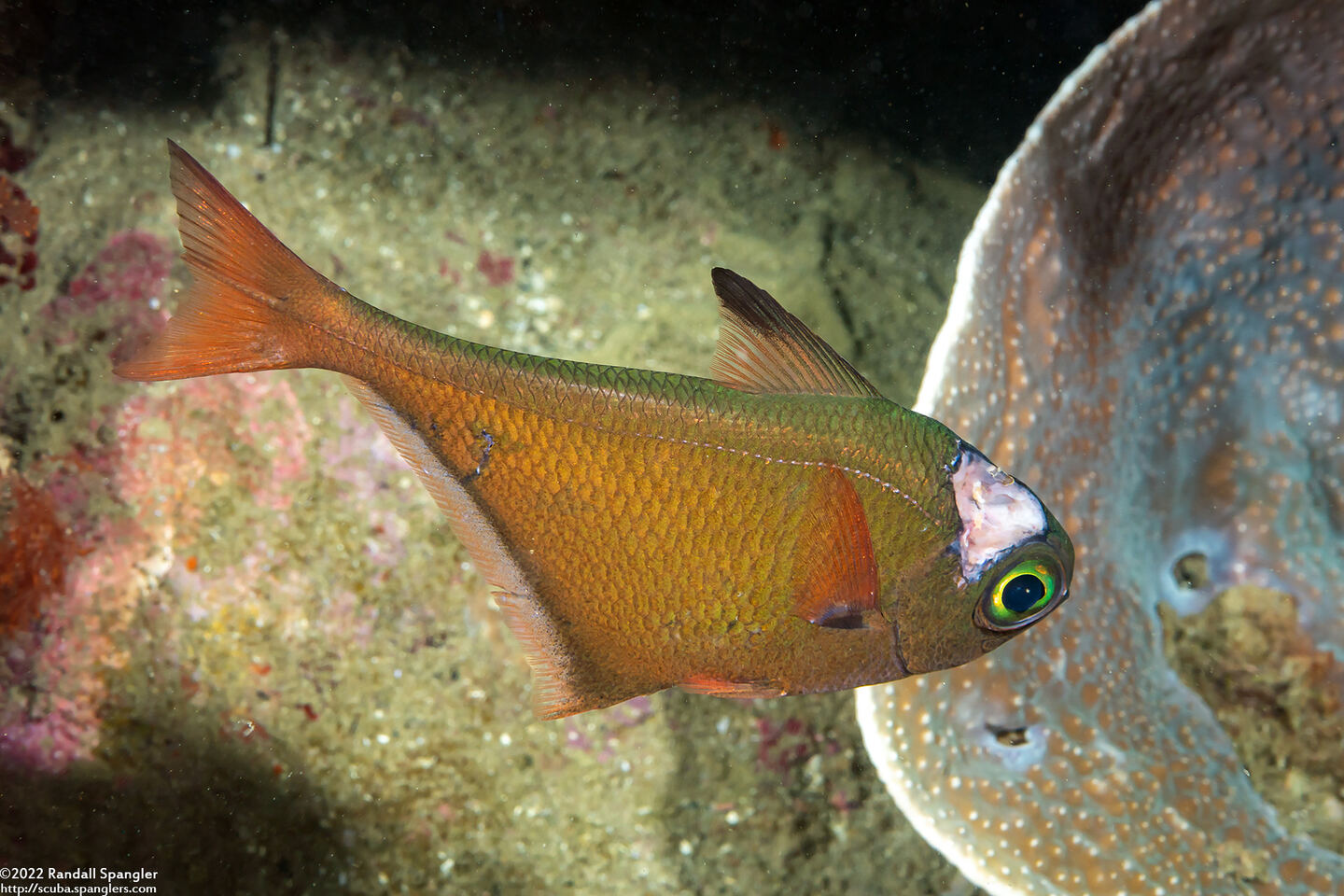 Pempheris oualensis (Copper Sweeper); With a bite taken out of it