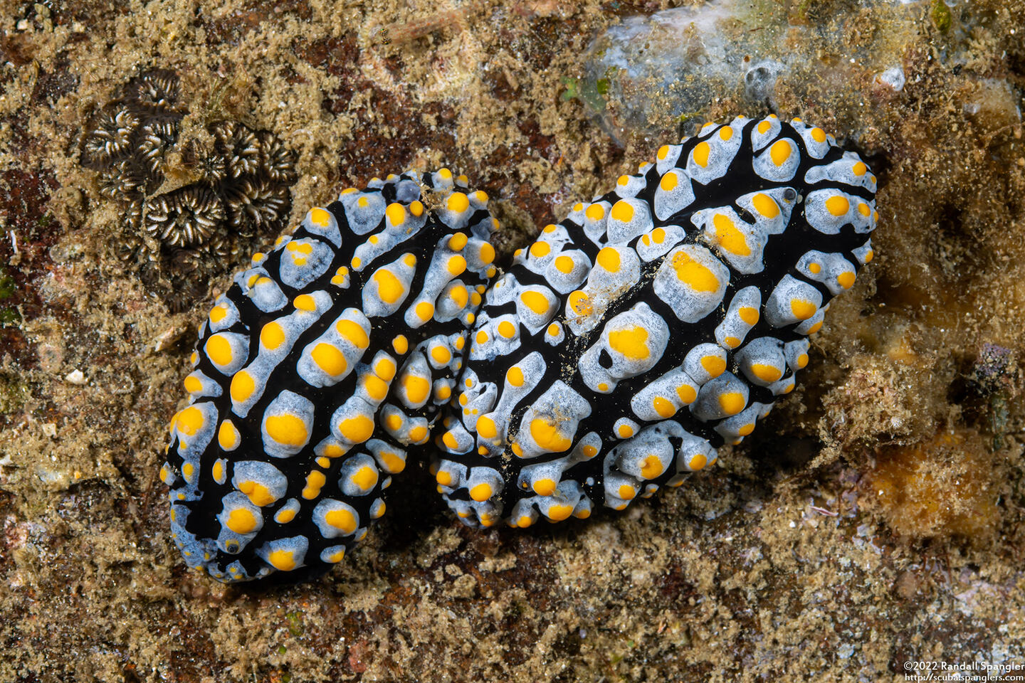 Phyllidia varicosa (Varicose Phyllidia)