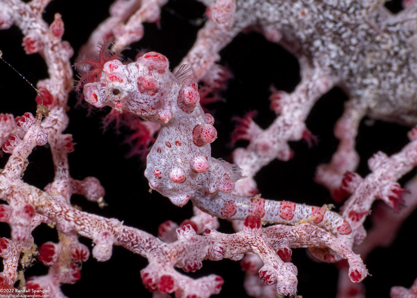 Hippocampus bargibanti (Pygmy Seahorse)