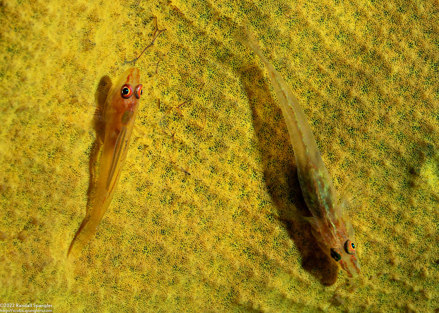 Phyllogobius platycephalops (Flathead Goby)