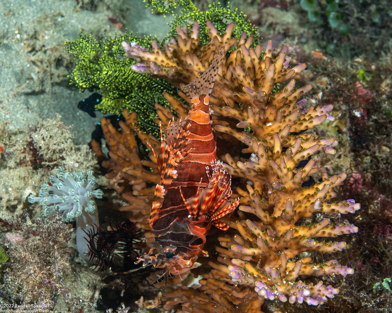 Dendrochirus zebra (Zebra Lionfish)