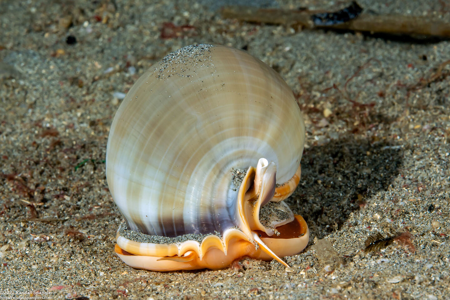 Phalium glaucum (Grey Bonnet)