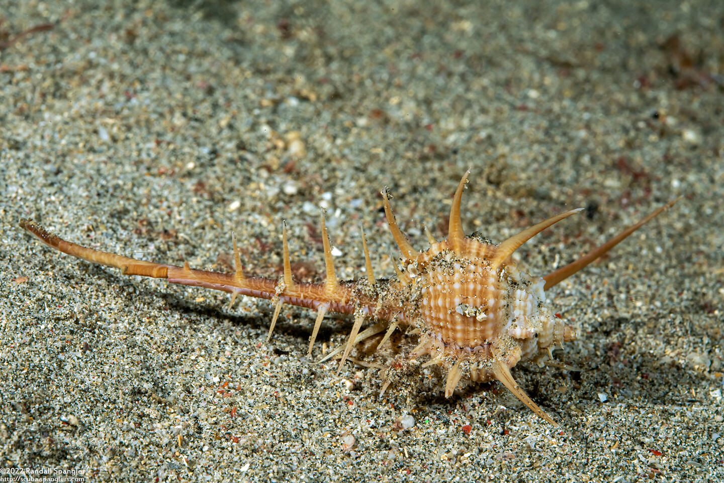 Murex ternispina (Tipped Murex)