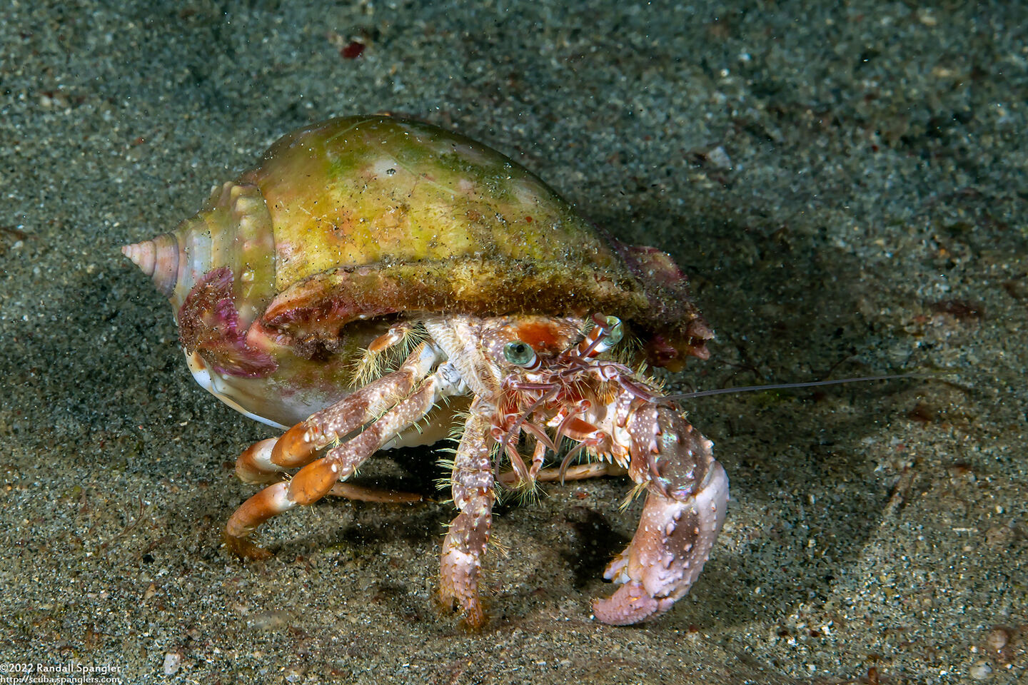 Dardanus pedunculatus (Anemone Hermit Crab)