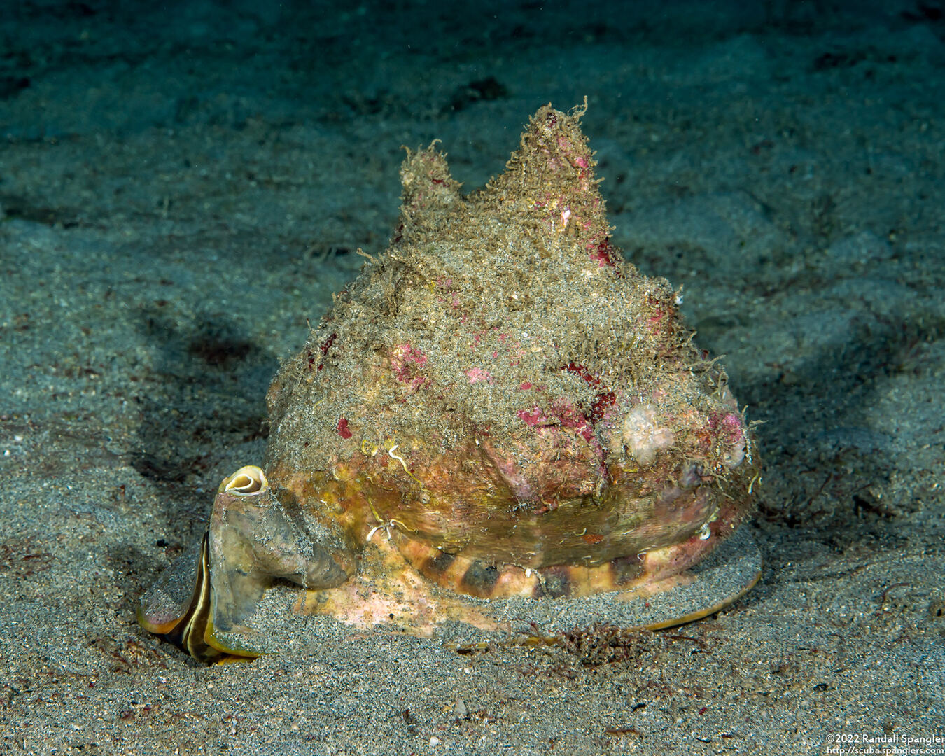 Cassis cornuta (Horned Helmet)