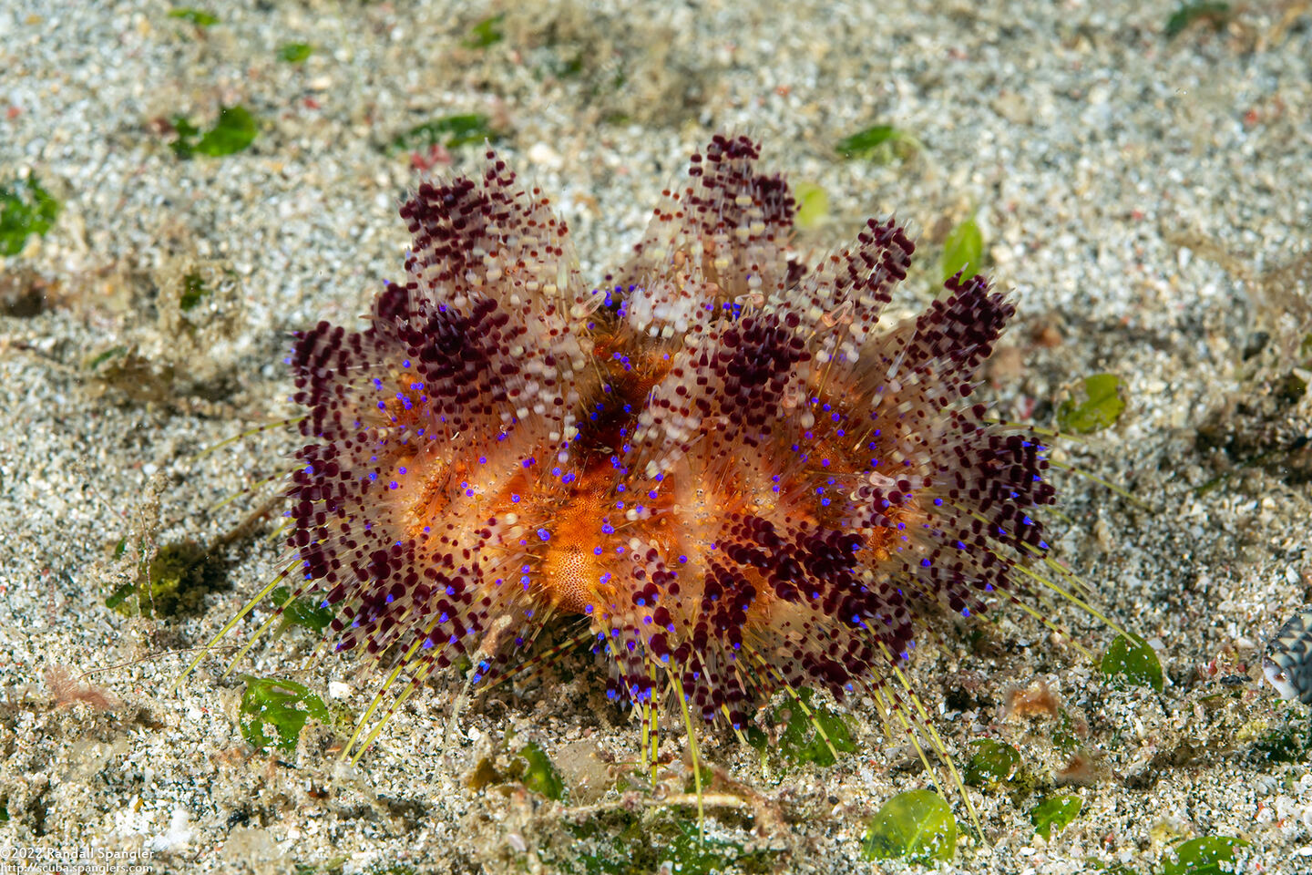 Asthenosoma varium (Variable Fire Urchin)