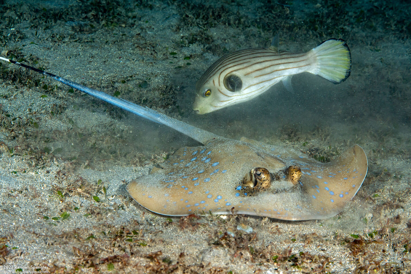 Neotrygon kuhlii (Blue-Spotted Stingray)