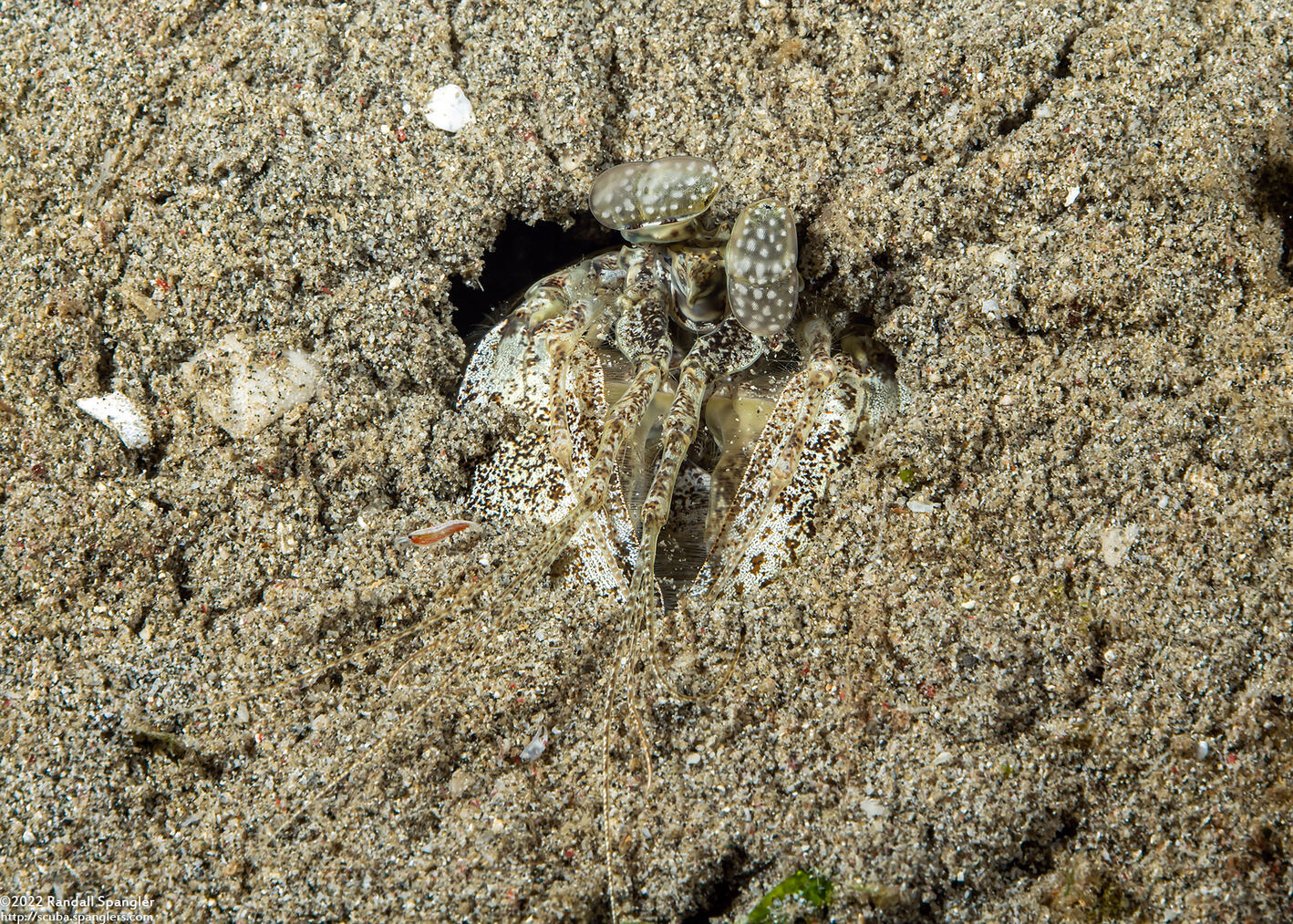 Lysiosquilla maculata (Tiger Mantis)
