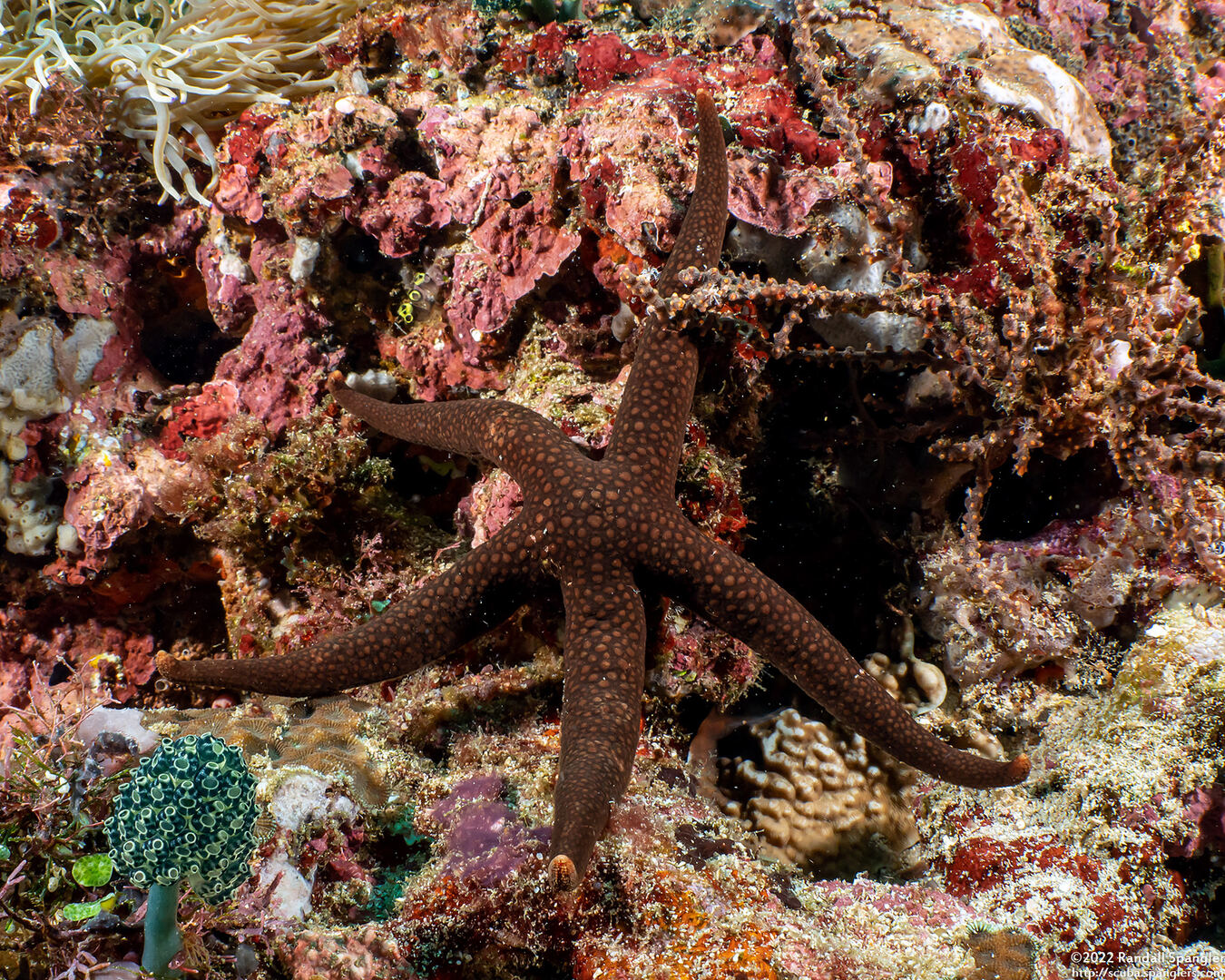 Nardoa galatheae (Brown Mesh Sea Star)