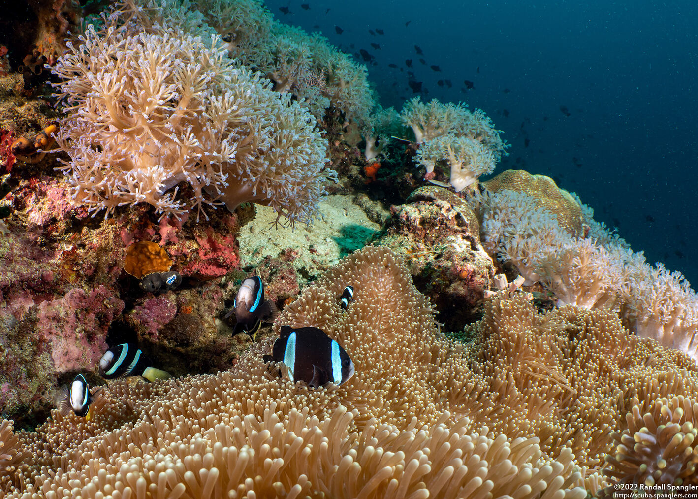 Amphiprion clarkii (Clark's Anemonefish)