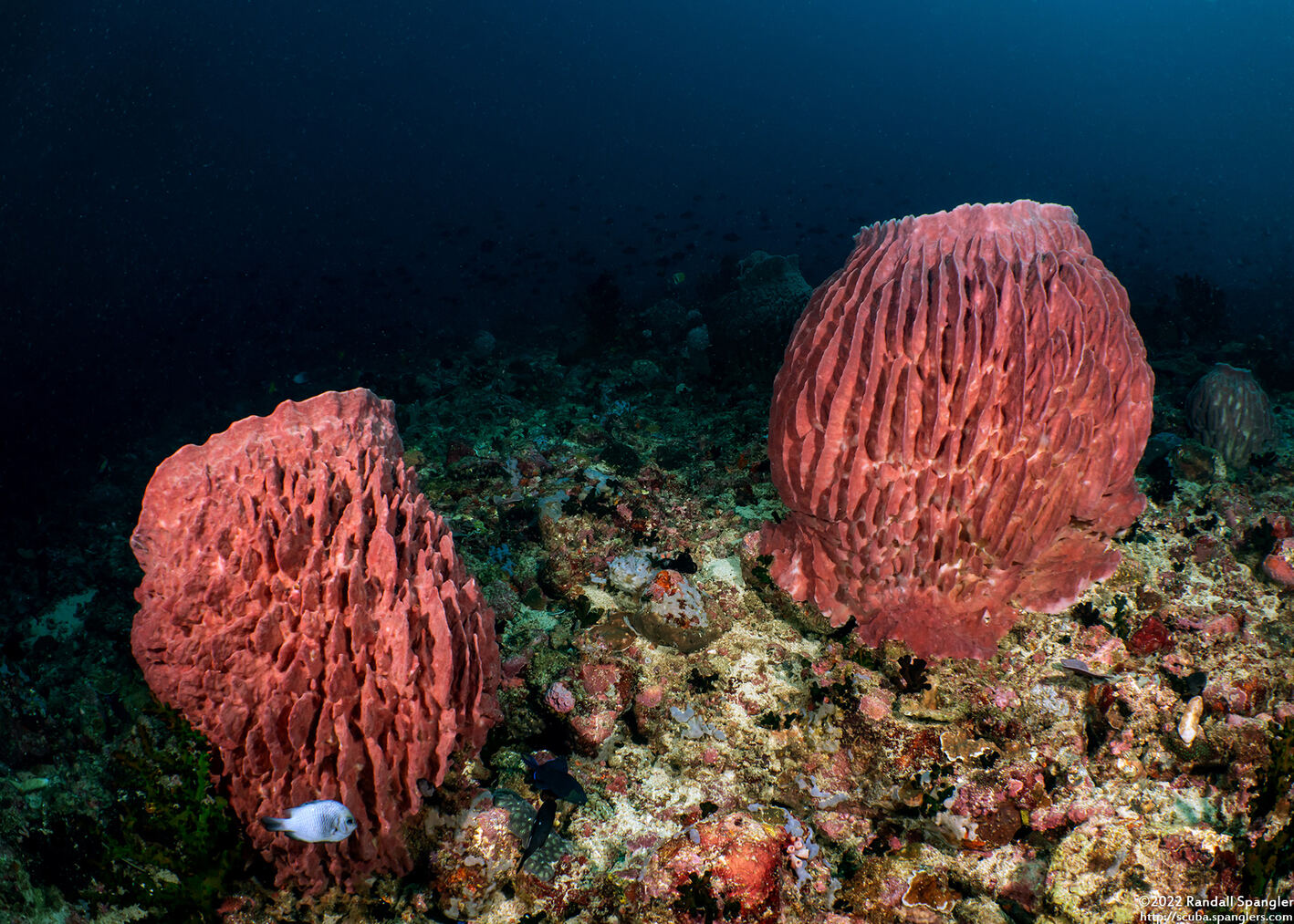 Xestospongia testudinaria (Barrel Sponge)