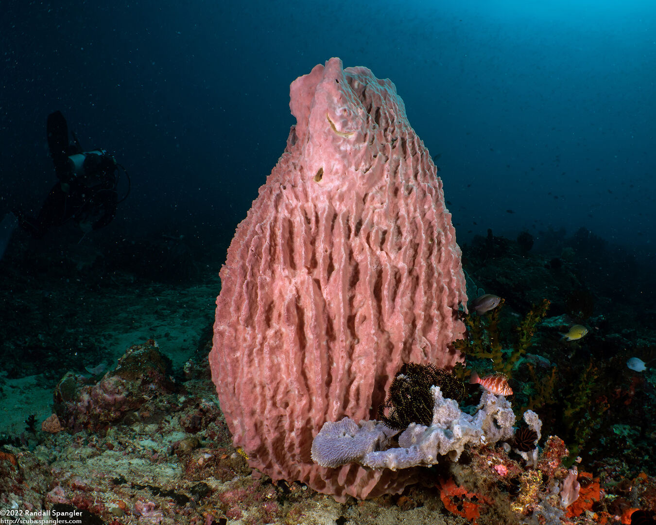 Xestospongia testudinaria (Barrel Sponge)