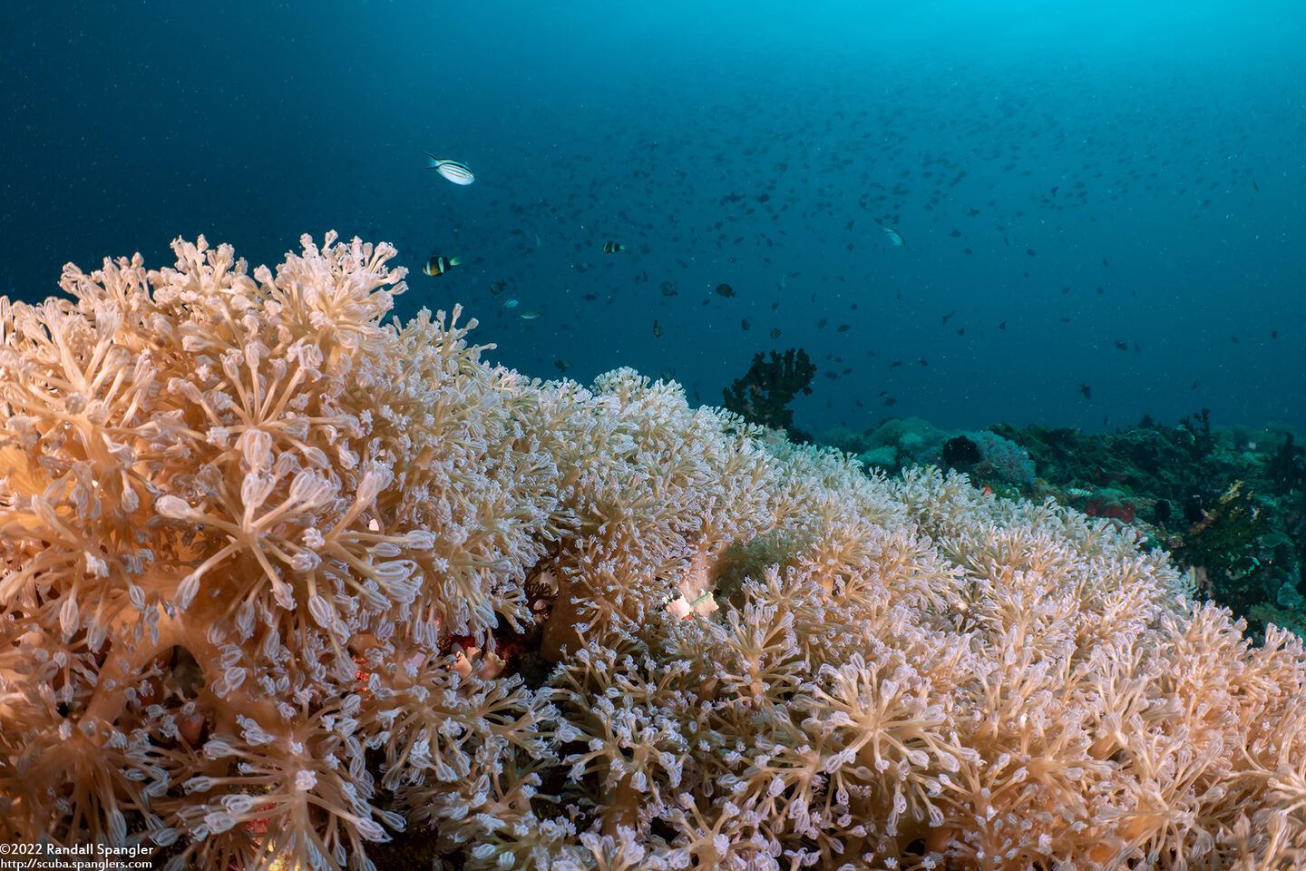 Xenia sp.1 (Xenia sp.1)