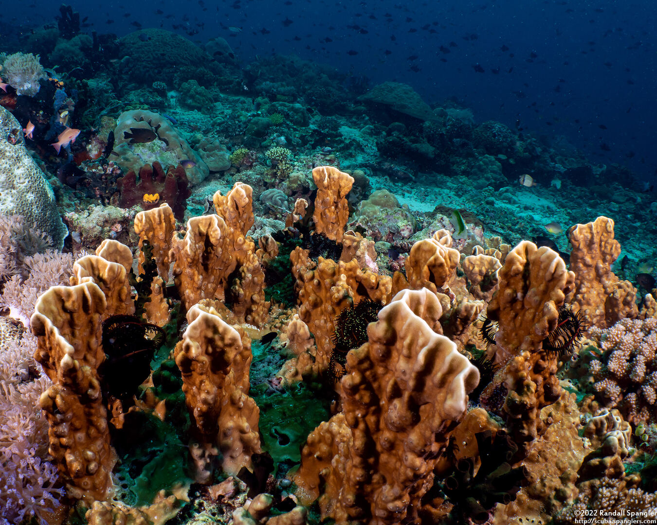 Millepora sp.2 (Plate Fire Coral)