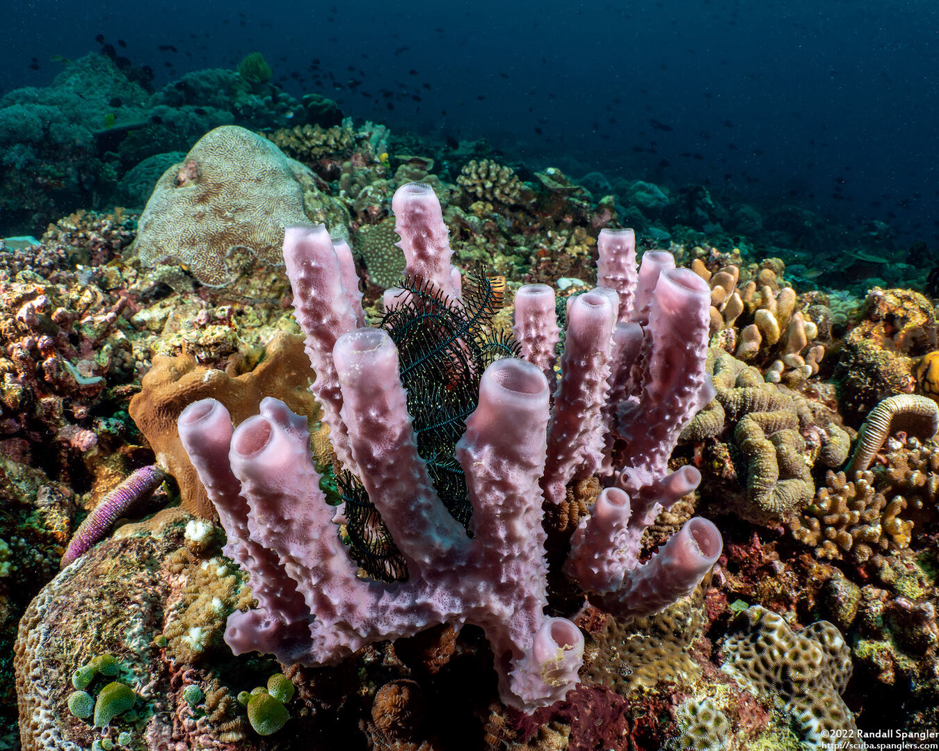 Haliclona fascigera (Haliclona Fascigera)