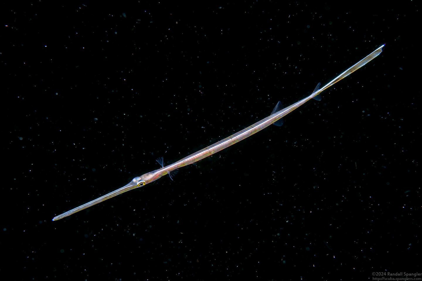 Fistularia commersonii (Bluespotted Cornetfish)