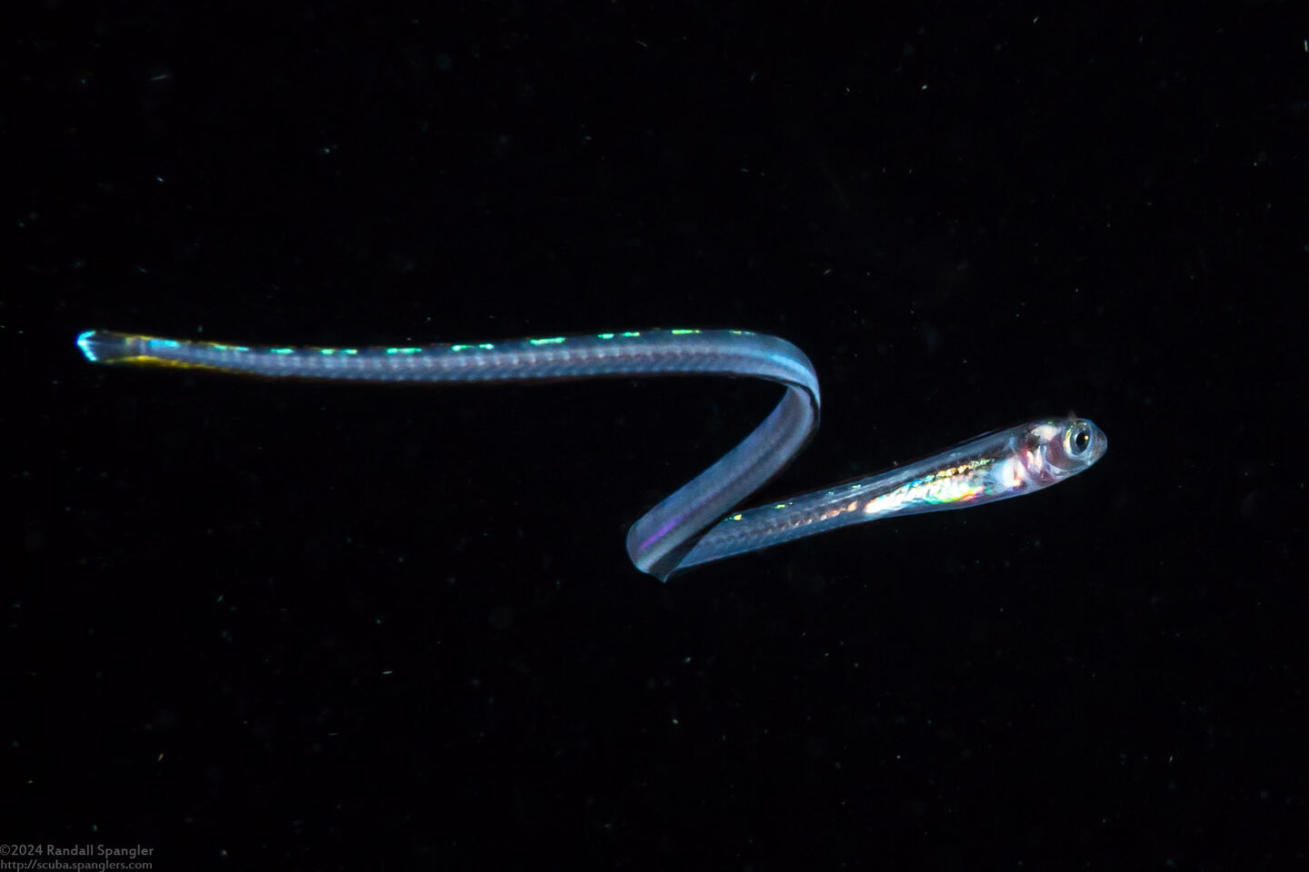 Xiphasia setifer (Snake Blenny)