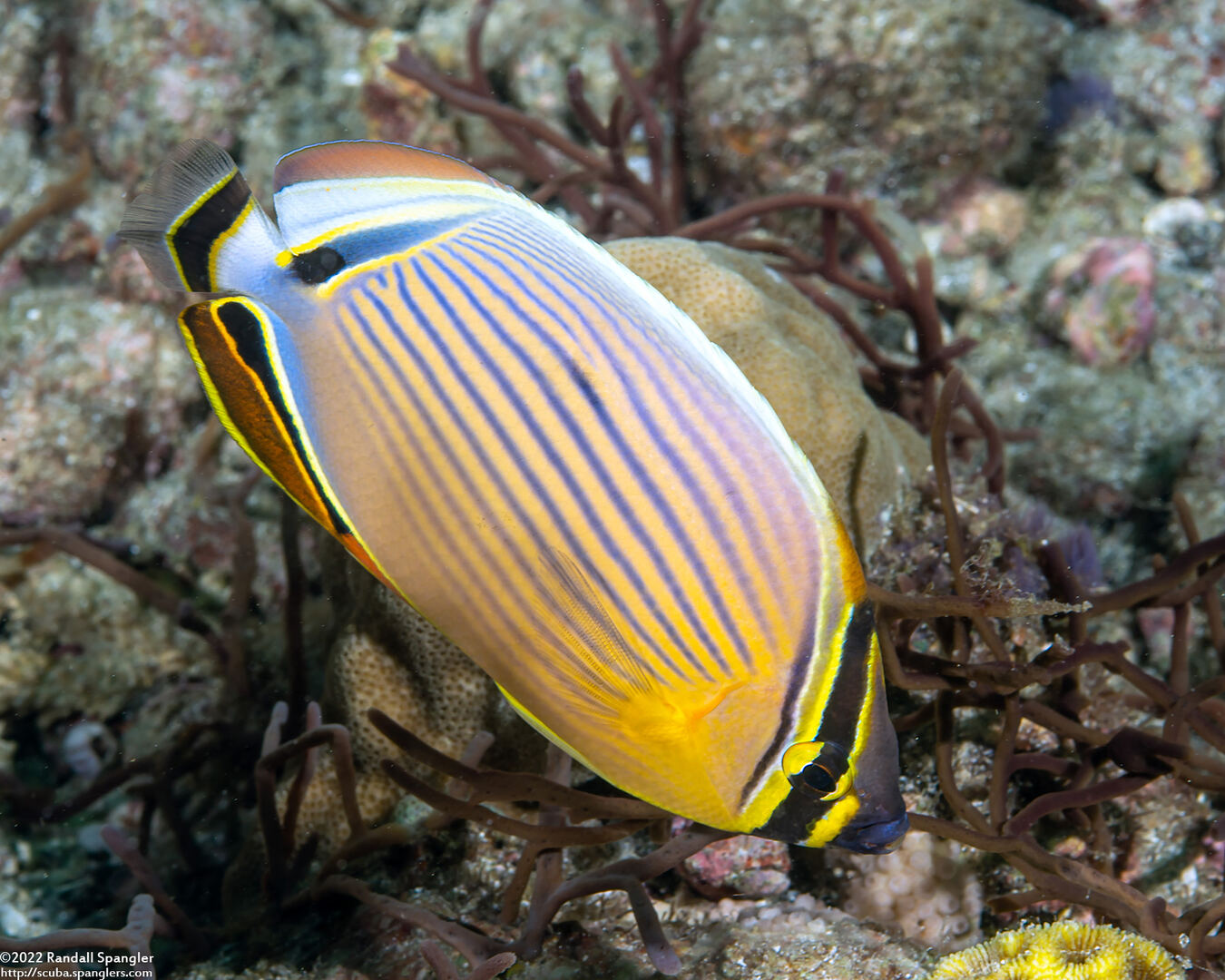 Chaetodon lunulatus (Redfin Butterflyfish)
