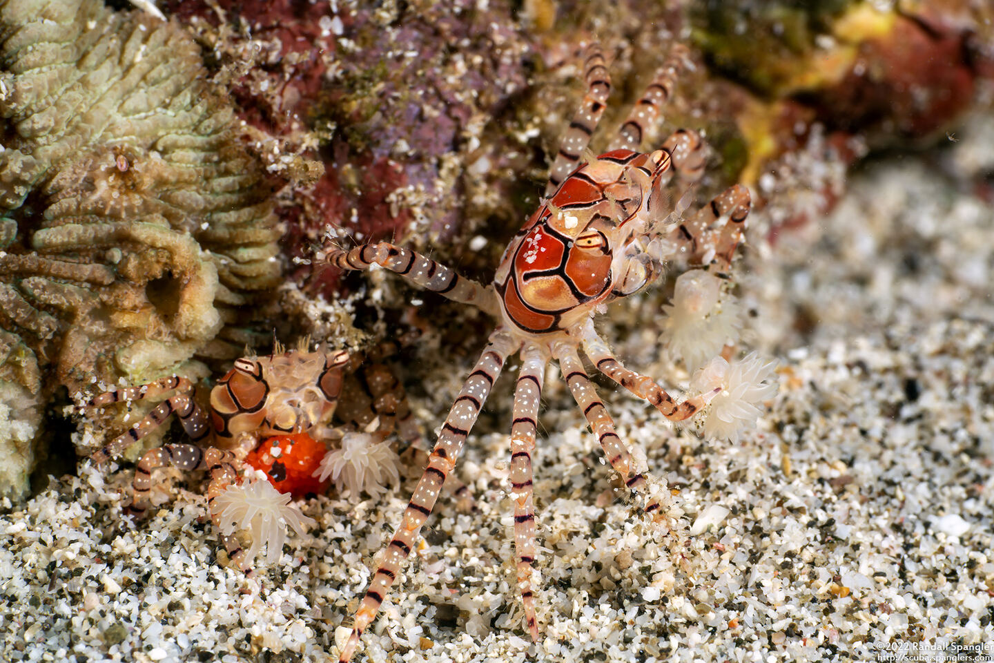 Lybia tesselata (Mosaic Boxer Crab)
