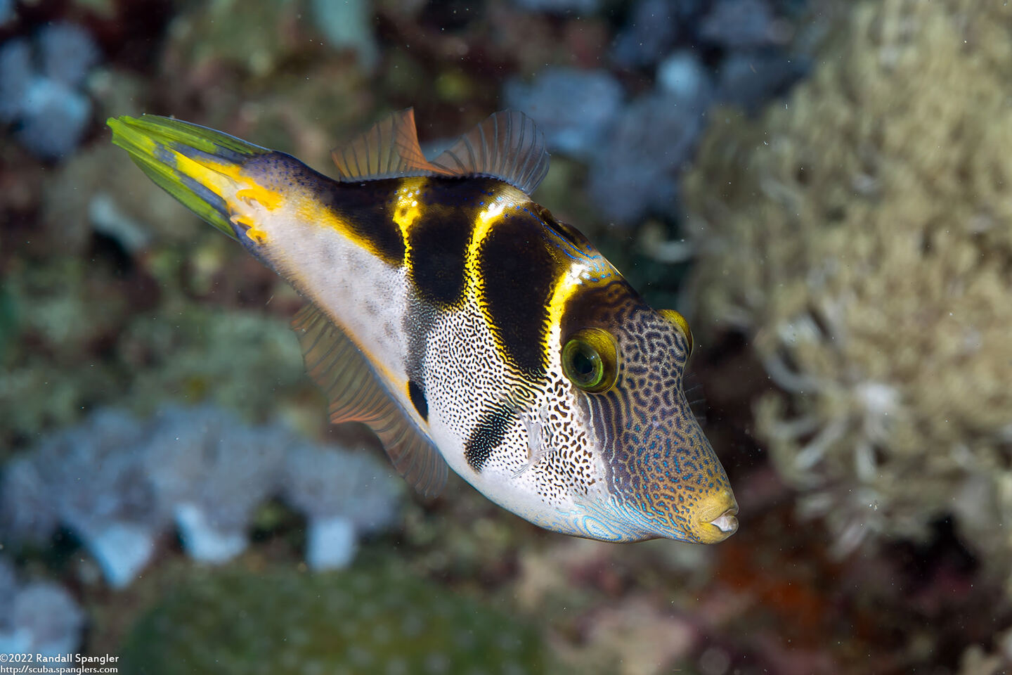Paraluteres prionurus (Mimic Filefish)