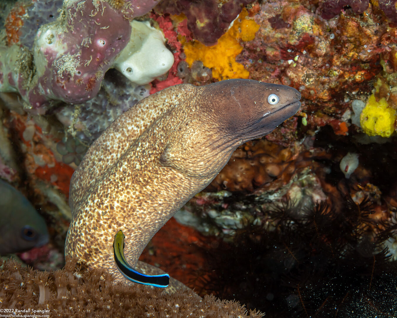 Gymnothorax thyrsoideus (White-Eyed Moray)