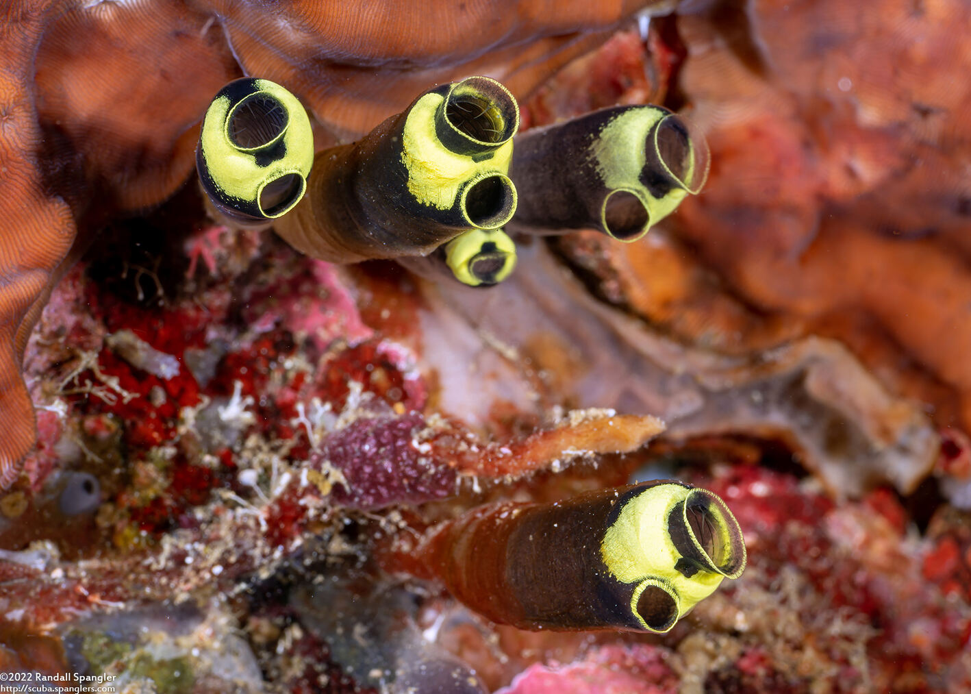 Clavelina robusta (Robust Clavelina)