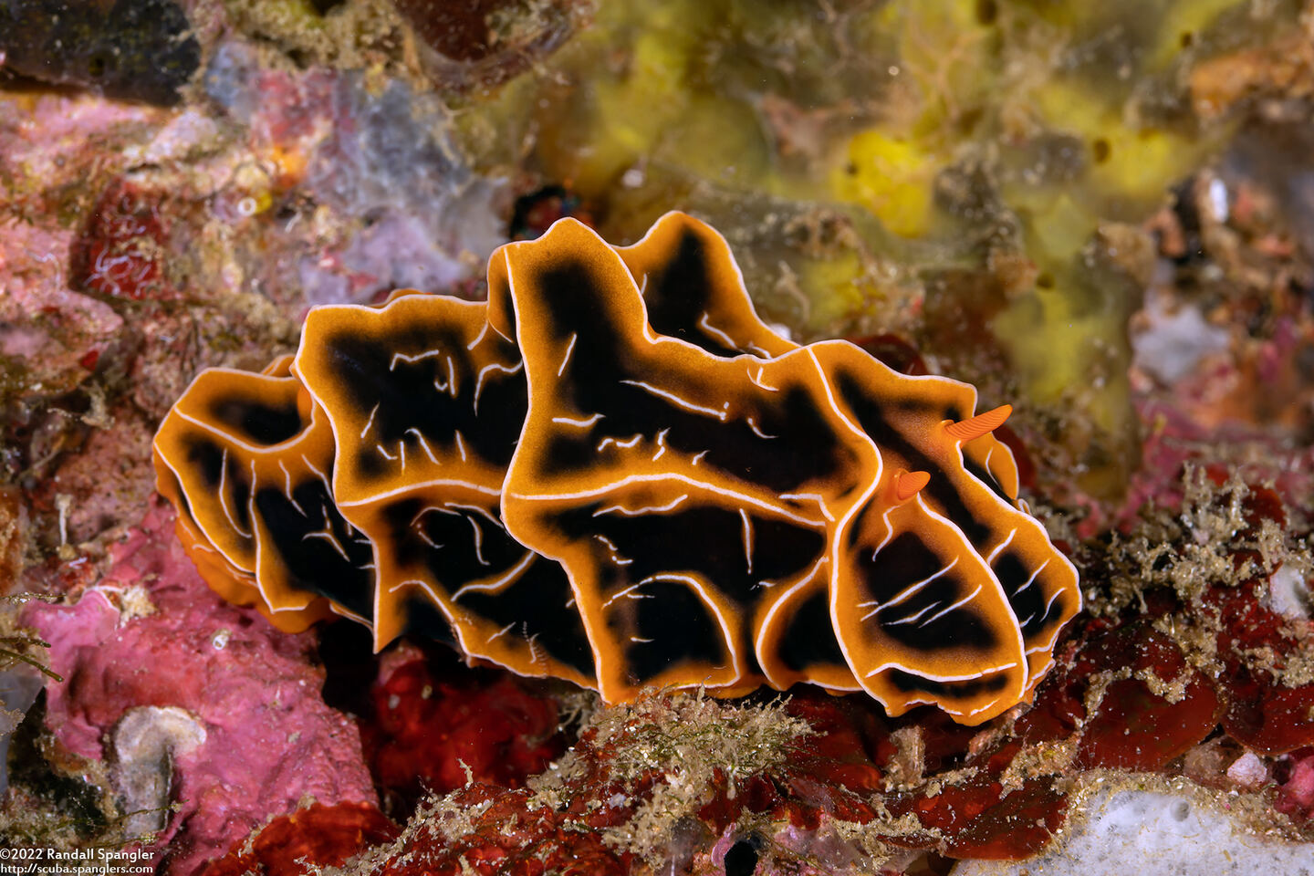 Reticulidia halgerda (Reticulidia Halgerda)