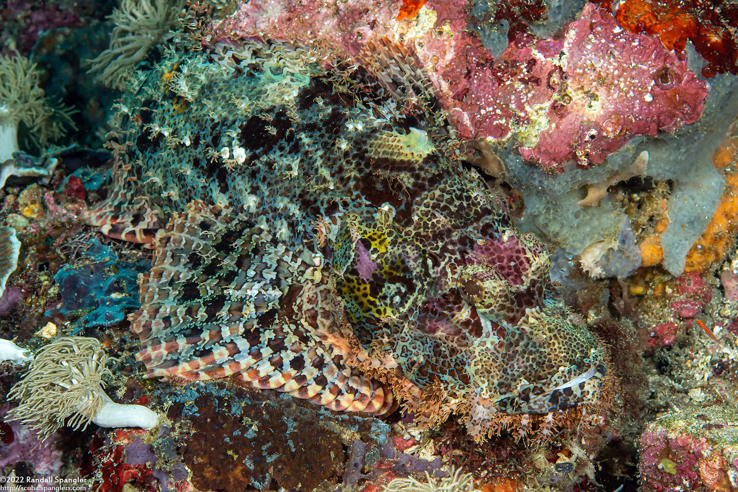 Scorpaenopsis oxycephala (Tasseled Scorpionfish)