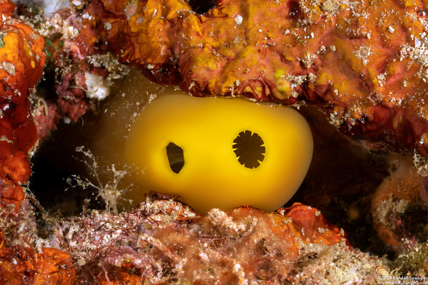 Molgulidae sp.1 (Phlebobranch Ascidian)