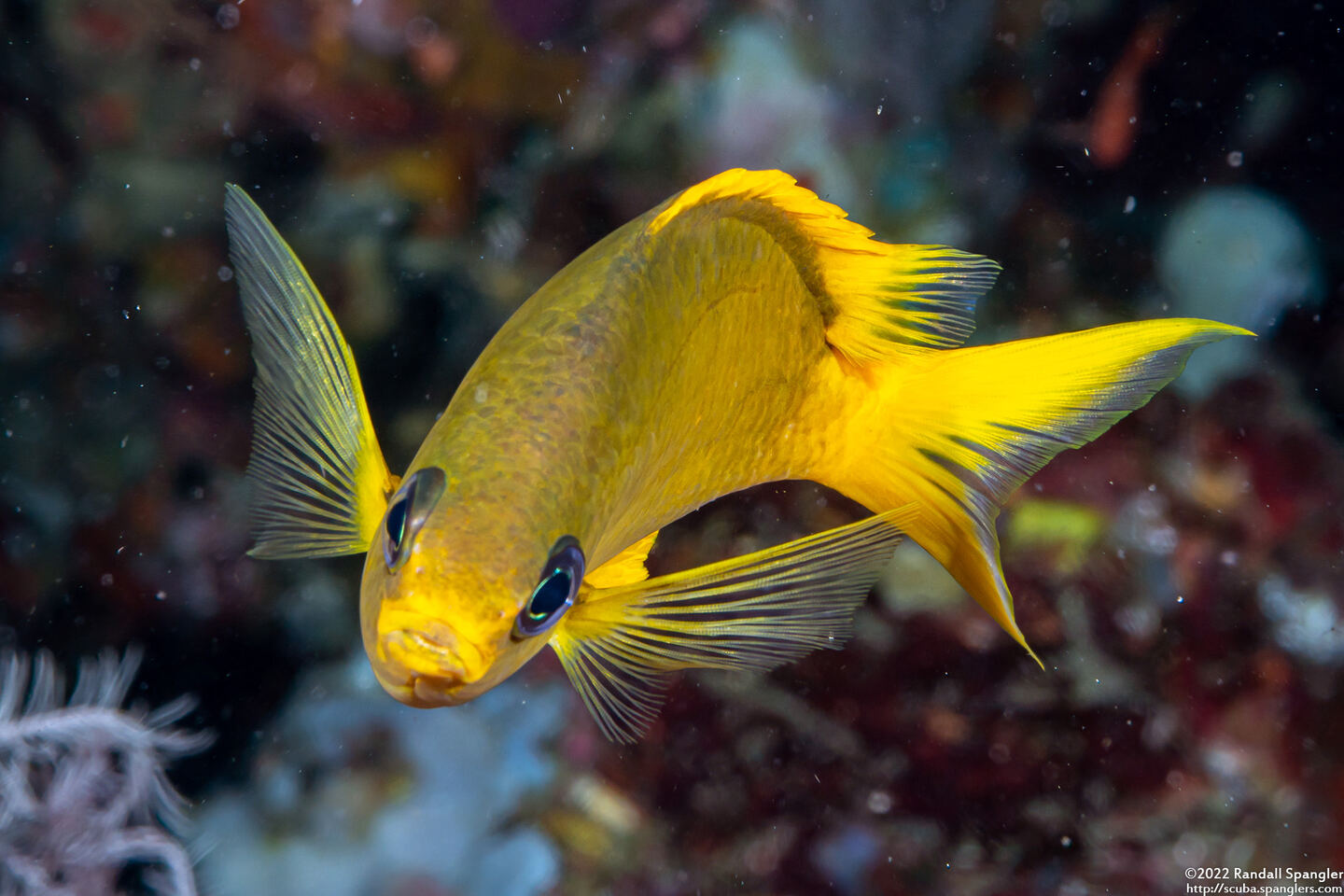 Chromis analis (Yellow Chromis)