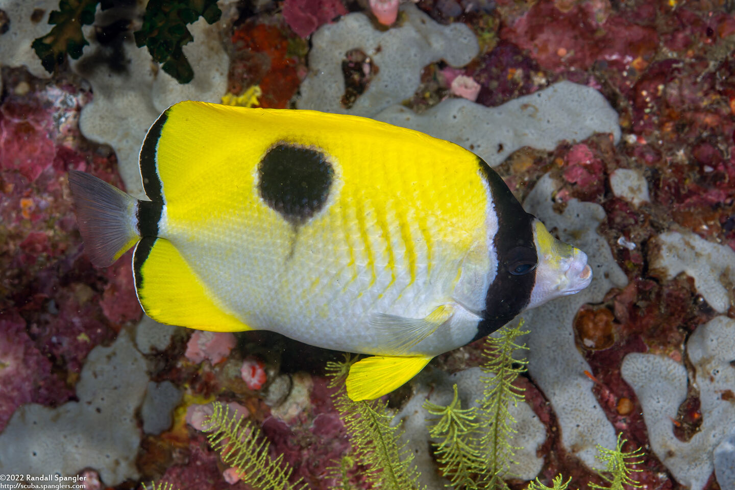Chaetodon unimaculatus (Teardrop Butterflyfish)
