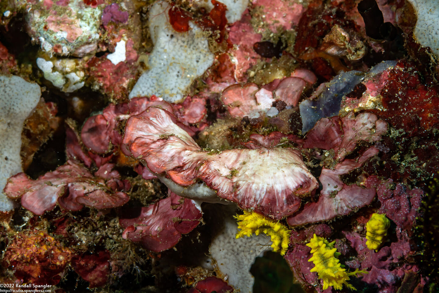 Peyssonnelia iridescens (Peyssonnelia Iridescens)