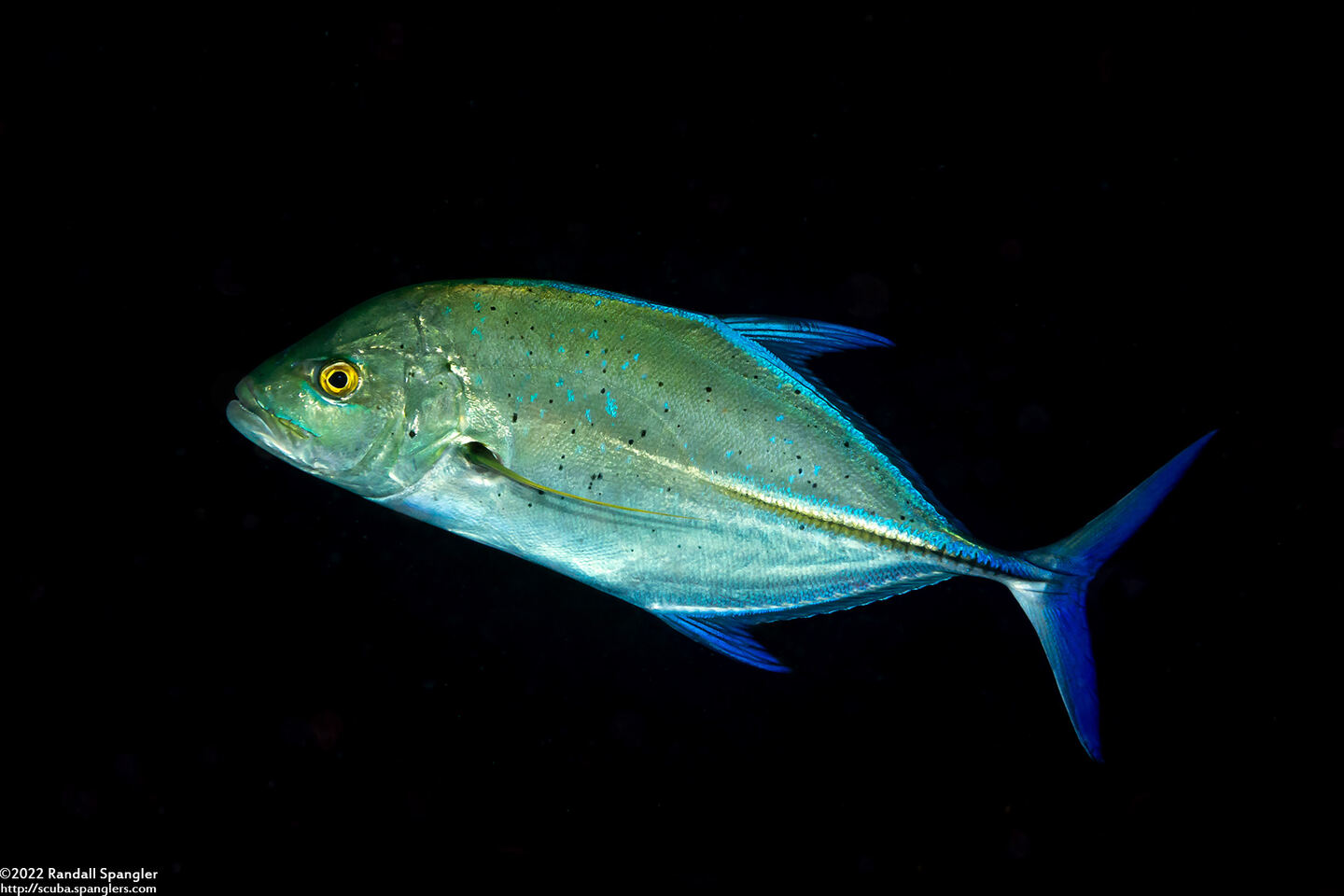 Caranx melampygus (Bluefin Trevally)