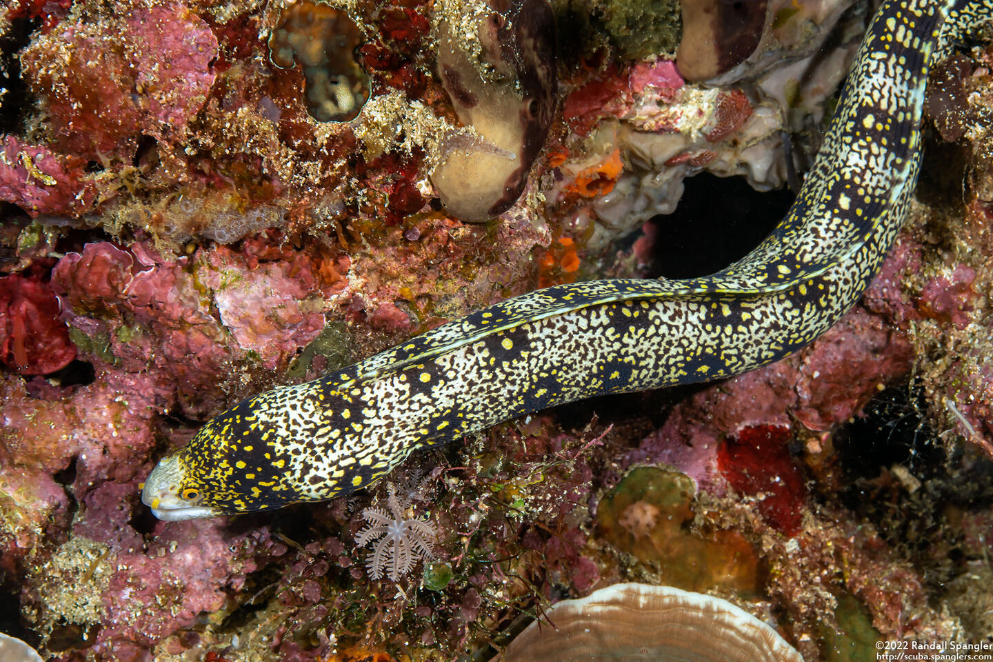 Echidna nebulosa (Snowflake Moray)