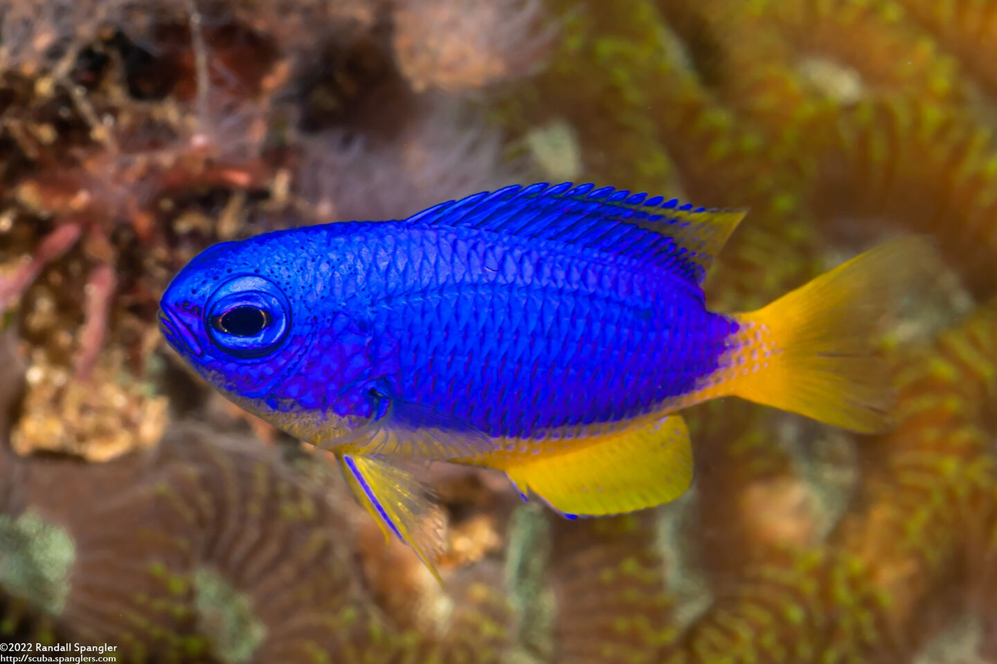 Pomacentrus coelestis (Neon Damsel)
