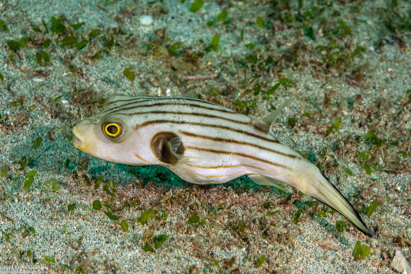 Arothron manilensis (Striped Puffer)