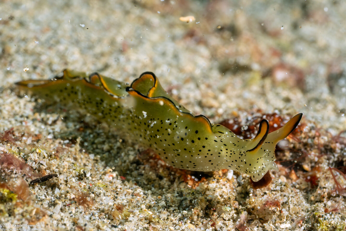 Elysia ornata (Ornate Sapsucking Slug)
